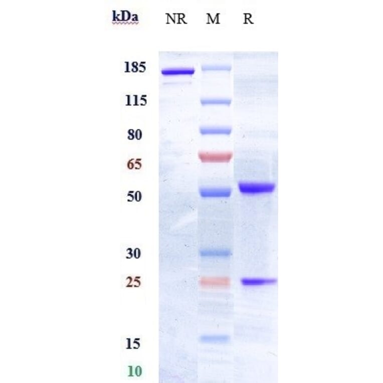 SDS-PAGE - Anti-Eph Receptor A2 Antibody [MEDI-547] - Low endotoxin, Azide free (A324012) - Antibodies.com