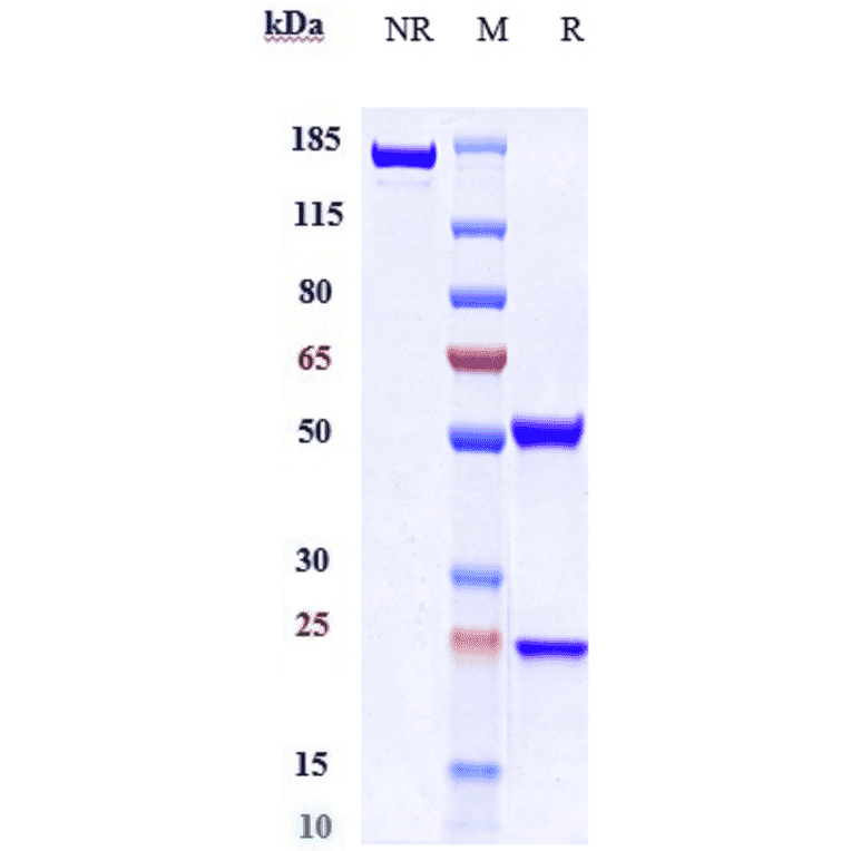 SDS-PAGE - Anti-Eph Receptor B2 Antibody [Research Grade Biosimilar] - Low endotoxin, Azide free (A324013) - Antibodies.com