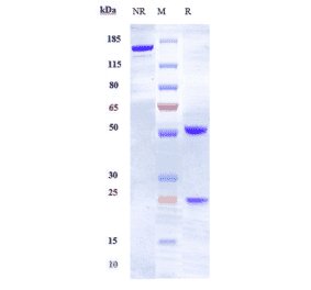SDS-PAGE - Anti-Ephrin A4 Antibody [PF-06647263] - Low endotoxin, Azide free (A324016) - Antibodies.com