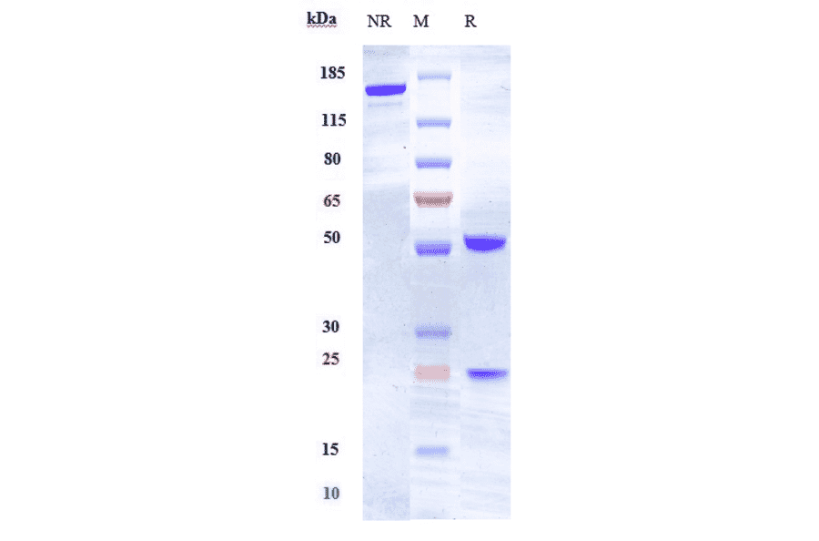 SDS-PAGE - Anti-Ephrin A4 Antibody [PF-06647263] - Low endotoxin, Azide free (A324016) - Antibodies.com