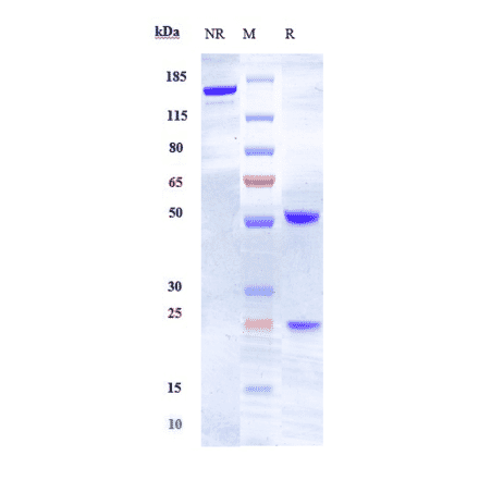 SDS-PAGE - Anti-Ephrin A4 Antibody [PF-06647263] - Low endotoxin, Azide free (A324016) - Antibodies.com