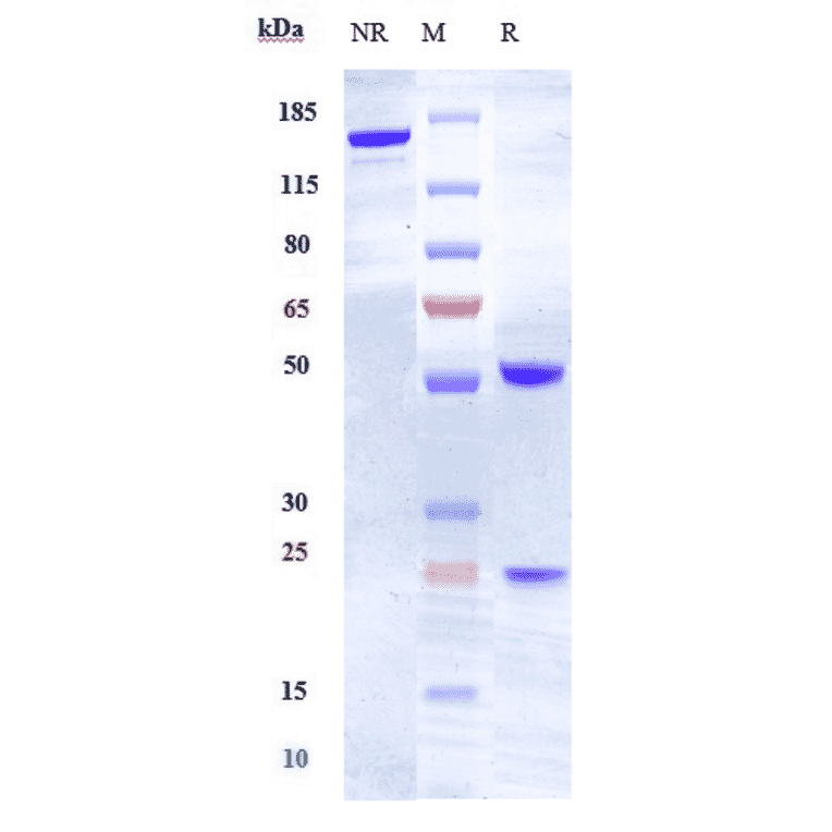 SDS-PAGE - Anti-Ephrin A4 Antibody [PF-06647263] - Low endotoxin, Azide free (A324016) - Antibodies.com