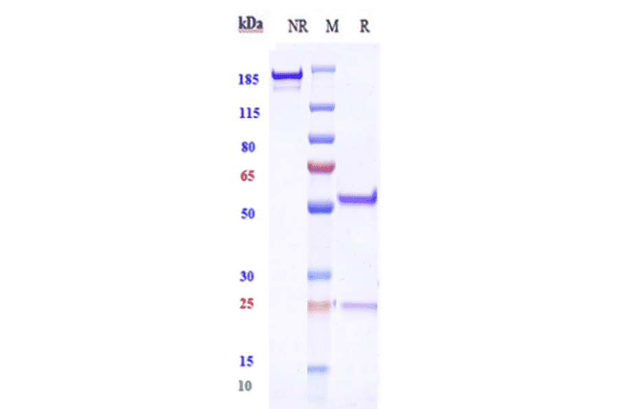 SDS-PAGE - Anti-ERG Antibody [Research Grade Biosimilar] - Low endotoxin, Azide free (A324018) - Antibodies.com