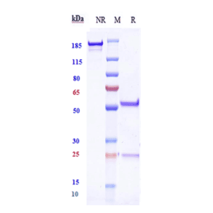 SDS-PAGE - Anti-ERG Antibody [Research Grade Biosimilar] - Low endotoxin, Azide free (A324018) - Antibodies.com