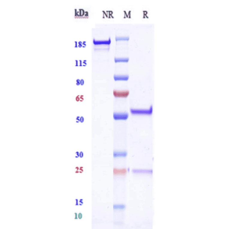 SDS-PAGE - Anti-ERG Antibody [Research Grade Biosimilar] - Low endotoxin, Azide free (A324018) - Antibodies.com