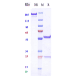SDS-PAGE - Anti-ERG Antibody [Research Grade Biosimilar] - Low endotoxin, Azide free (A324018) - Antibodies.com