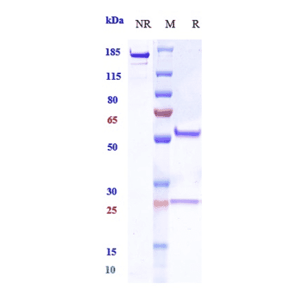 SDS-PAGE - Anti-Factor B Antibody [Research Grade Biosimilar] - Low endotoxin, Azide free (A324019) - Antibodies.com