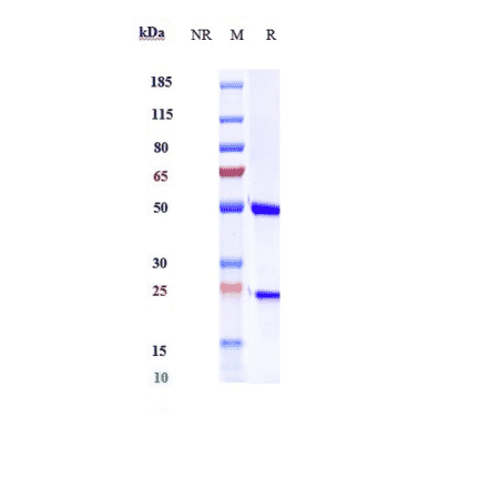 SDS-PAGE - Anti-Factor VIII Antibody [Research Grade Biosimilar] - Low endotoxin, Azide free (A324020) - Antibodies.com