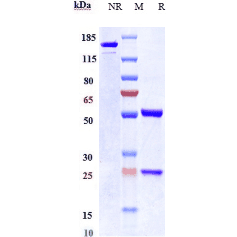 SDS-PAGE - Anti-FGF2 Antibody [Research Grade Biosimilar] - Low endotoxin, Azide free (A324023) - Antibodies.com