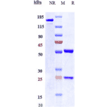 SDS-PAGE - Anti-FGF2 Antibody [Research Grade Biosimilar] - Low endotoxin, Azide free (A324023) - Antibodies.com