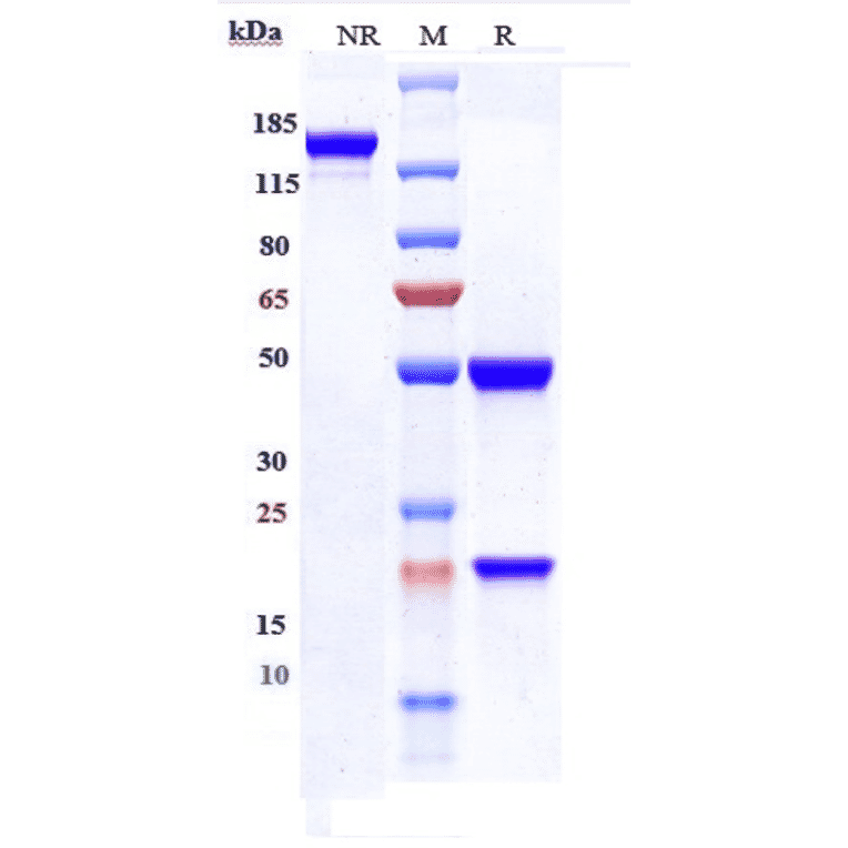 SDS-PAGE - Anti-FGFR1 Antibody [Research Grade Biosimilar] - Low endotoxin, Azide free (A324024) - Antibodies.com