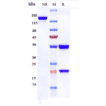 SDS-PAGE - Anti-FGFR1 Antibody [Research Grade Biosimilar] - Low endotoxin, Azide free (A324024) - Antibodies.com