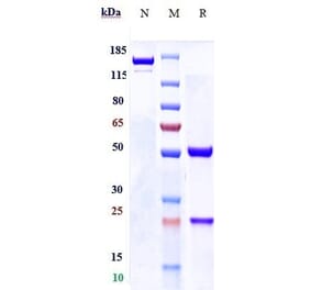 SDS-PAGE - Anti-FGFR3 Antibody [LY3076226] - Low endotoxin, Azide free (A324025) - Antibodies.com
