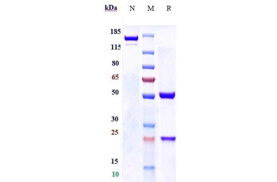 SDS-PAGE - Anti-FGFR3 Antibody [LY3076226] - Low endotoxin, Azide free (A324025) - Antibodies.com