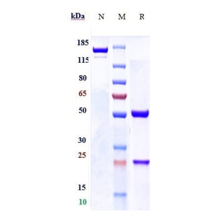 SDS-PAGE - Anti-FGFR3 Antibody [LY3076226] - Low endotoxin, Azide free (A324025) - Antibodies.com
