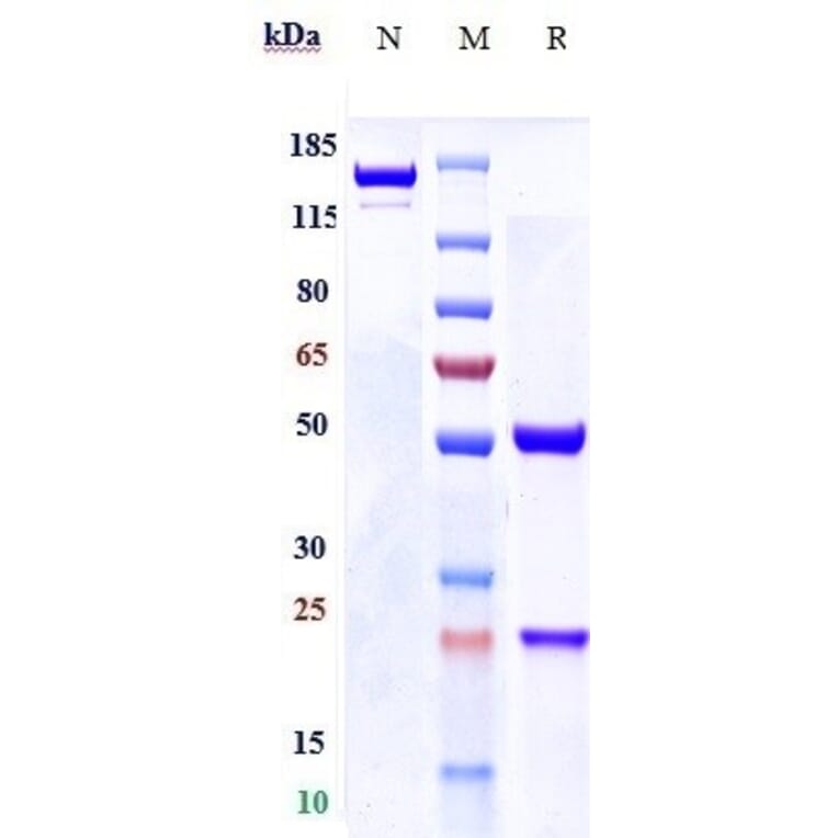 SDS-PAGE - Anti-FGFR3 Antibody [LY3076226] - Low endotoxin, Azide free (A324025) - Antibodies.com