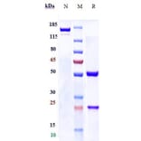 SDS-PAGE - Anti-FGFR3 Antibody [LY3076226] - Low endotoxin, Azide free (A324025) - Antibodies.com