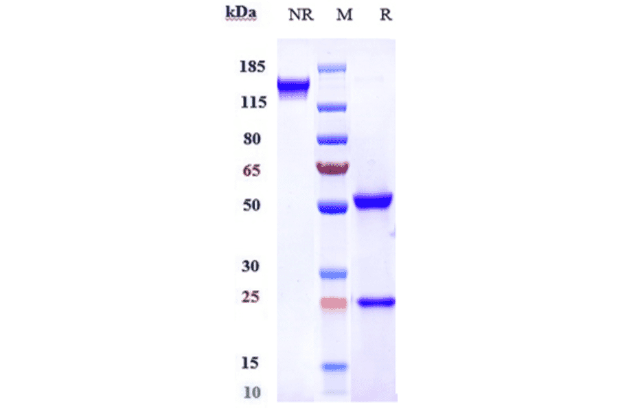 SDS-PAGE - Anti-FGFR4 Antibody [U3-1784] - Low endotoxin, Azide free (A324026) - Antibodies.com