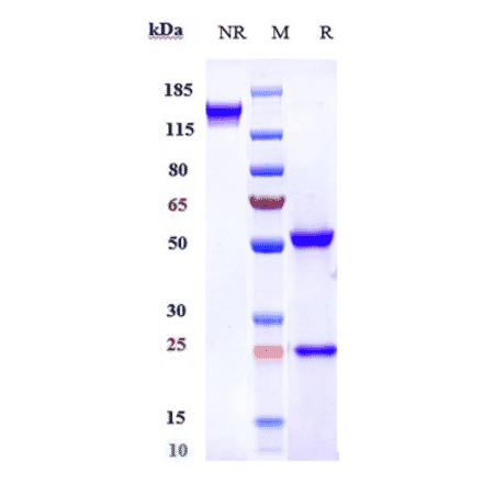 SDS-PAGE - Anti-FGFR4 Antibody [U3-1784] - Low endotoxin, Azide free (A324026) - Antibodies.com