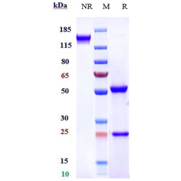 SDS-PAGE - Anti-FGFR4 Antibody [U3-1784] - Low endotoxin, Azide free (A324026) - Antibodies.com