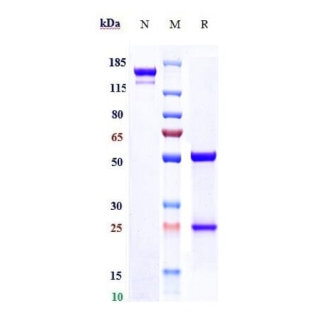 SDS-PAGE - Anti-Fibronectin Antibody [L19-TNF] - Low endotoxin, Azide free (A324027) - Antibodies.com