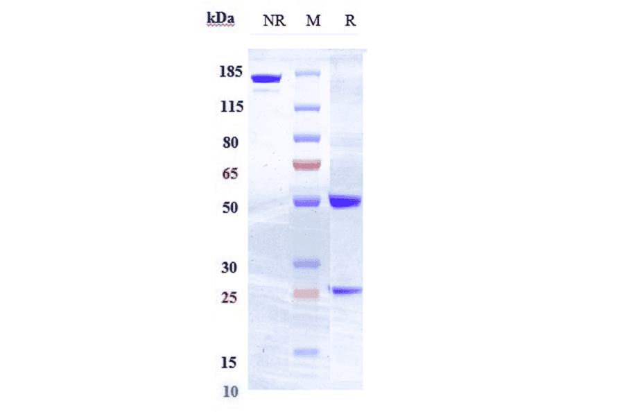 SDS-PAGE - Anti-Flt3/CD135 Antibody [IMC-EB10] - Low endotoxin, Azide free (A324028) - Antibodies.com