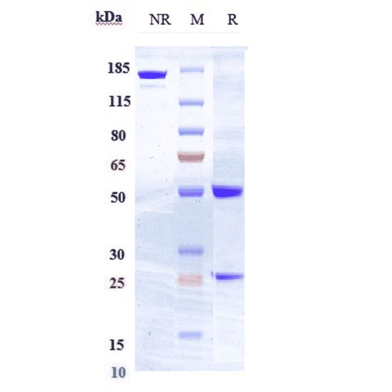SDS-PAGE - Anti-Flt3/CD135 Antibody [IMC-EB10] - Low endotoxin, Azide free (A324028) - Antibodies.com