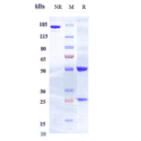 SDS-PAGE - Anti-Flt3/CD135 Antibody [IMC-EB10] - Low endotoxin, Azide free (A324028) - Antibodies.com