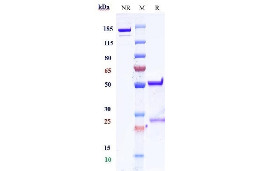SDS-PAGE - Anti-Folate Binding Protein/FBP Antibody [Research Grade Biosimilar] - Low endotoxin, Azide free (A324029) - Antibodies.com