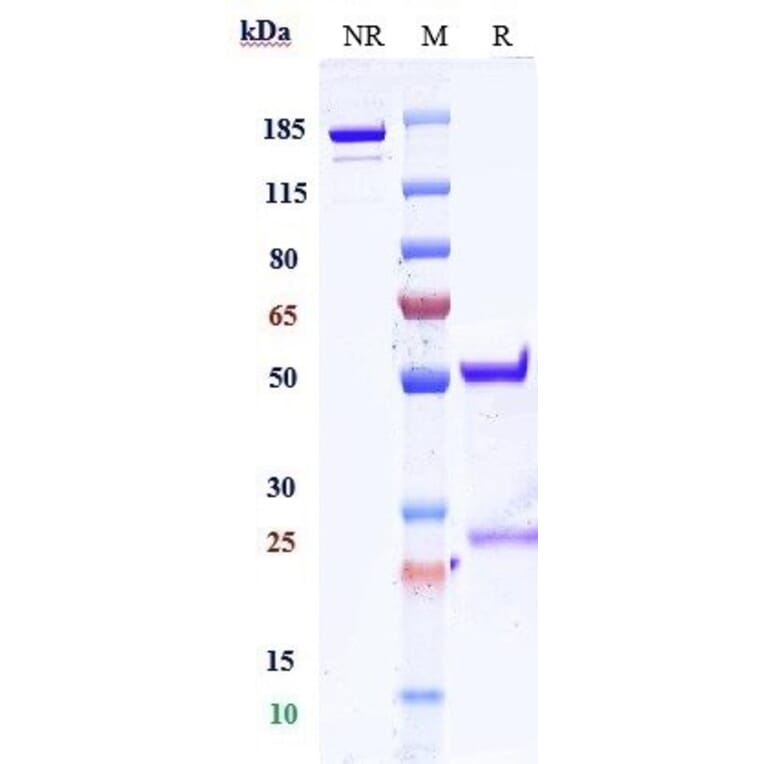 SDS-PAGE - Anti-Folate Binding Protein/FBP Antibody [Research Grade Biosimilar] - Low endotoxin, Azide free (A324029) - Antibodies.com