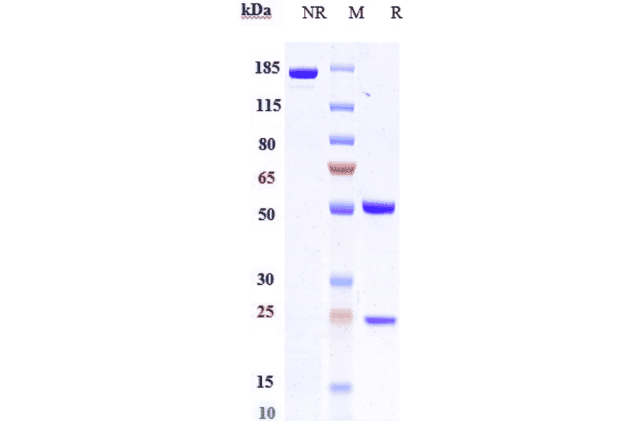 SDS-PAGE - Anti-Frizzled 7 Antibody [Research Grade Biosimilar] - Low endotoxin, Azide free (A324030) - Antibodies.com