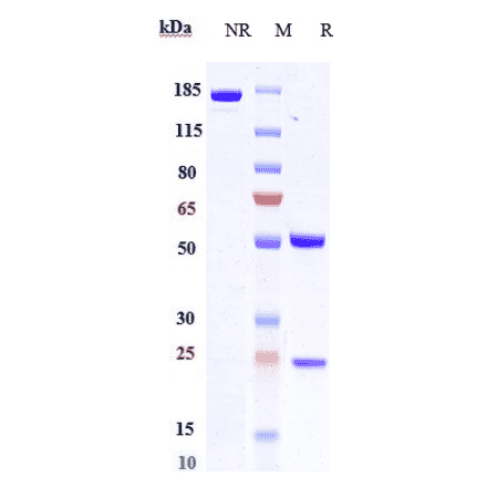 SDS-PAGE - Anti-Frizzled 7 Antibody [Research Grade Biosimilar] - Low endotoxin, Azide free (A324030) - Antibodies.com