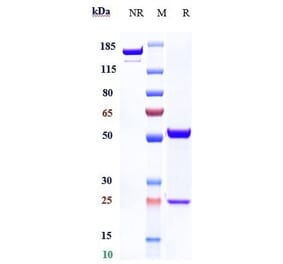 SDS-PAGE - Anti-FUT2 Antibody [BMS-986012] - Low endotoxin, Azide free (A324031) - Antibodies.com