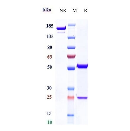 SDS-PAGE - Anti-FUT2 Antibody [BMS-986012] - Low endotoxin, Azide free (A324031) - Antibodies.com