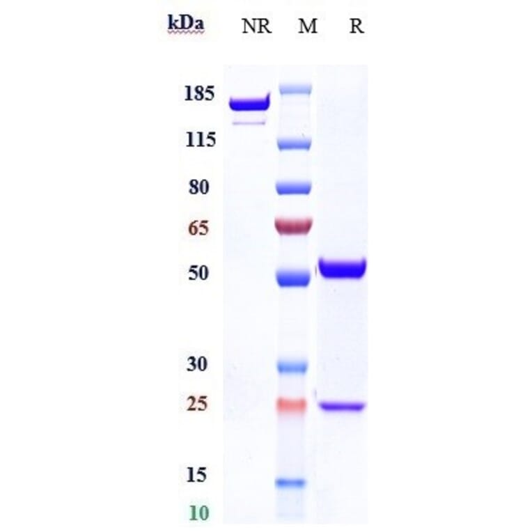 SDS-PAGE - Anti-FUT2 Antibody [BMS-986012] - Low endotoxin, Azide free (A324031) - Antibodies.com