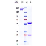 SDS-PAGE - Anti-FUT2 Antibody [BMS-986012] - Low endotoxin, Azide free (A324031) - Antibodies.com