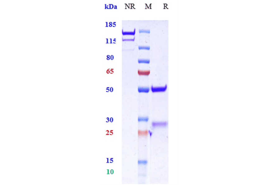 SDS-PAGE - Anti-GAD65 Antibody [Research Grade Biosimilar] - Low endotoxin, Azide free (A324032) - Antibodies.com