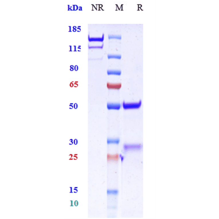 SDS-PAGE - Anti-GAD65 Antibody [Research Grade Biosimilar] - Low endotoxin, Azide free (A324032) - Antibodies.com