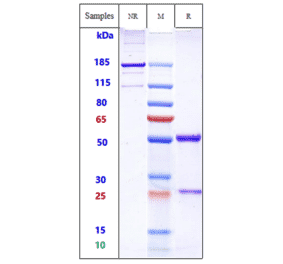 SDS-PAGE - Anti-Ganglioside GD2 Antibody [EMD 273063] - Low endotoxin, Azide free (A324033) - Antibodies.com