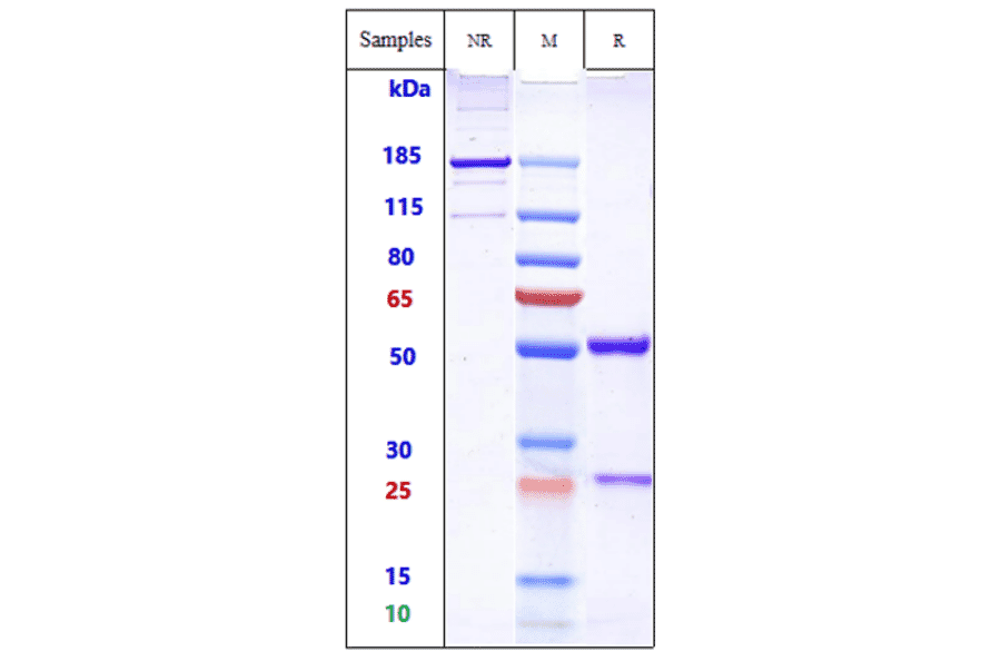 SDS-PAGE - Anti-Ganglioside GD2 Antibody [EMD 273063] - Low endotoxin, Azide free (A324033) - Antibodies.com
