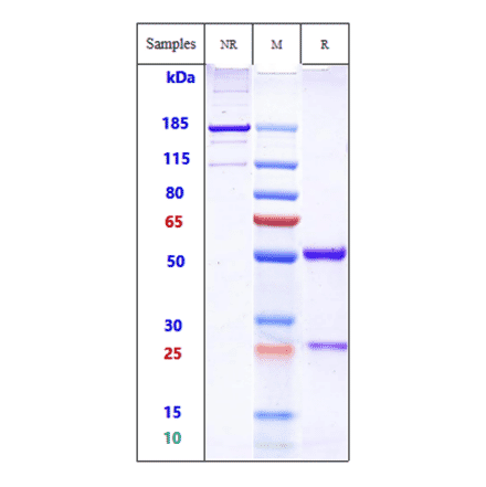 SDS-PAGE - Anti-Ganglioside GD2 Antibody [EMD 273063] - Low endotoxin, Azide free (A324033) - Antibodies.com