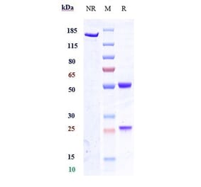 SDS-PAGE - Anti-G-CSF Antibody [CSL324] - Low endotoxin, Azide free (A324034) - Antibodies.com