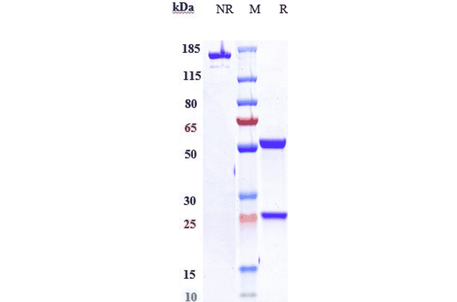 SDS-PAGE - Anti-GCSF Receptor Antibody [Research Grade Biosimilar] - Low endotoxin, Azide free (A324035) - Antibodies.com