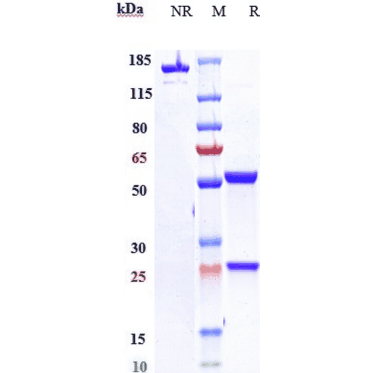 SDS-PAGE - Anti-GCSF Receptor Antibody [Research Grade Biosimilar] - Low endotoxin, Azide free (A324035) - Antibodies.com
