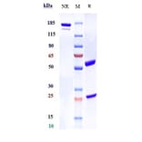 SDS-PAGE - Anti-GFRAL Antibody [NGM120] - Low endotoxin, Azide free (A324036) - Antibodies.com