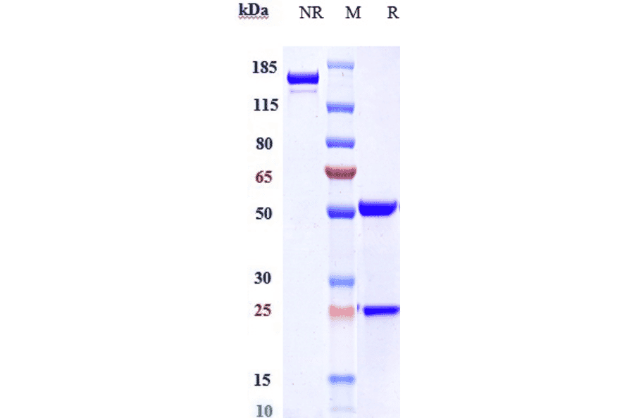 SDS-PAGE - Anti-GIPR Antibody [Research Grade Biosimilar] - Low endotoxin, Azide free (A324037) - Antibodies.com