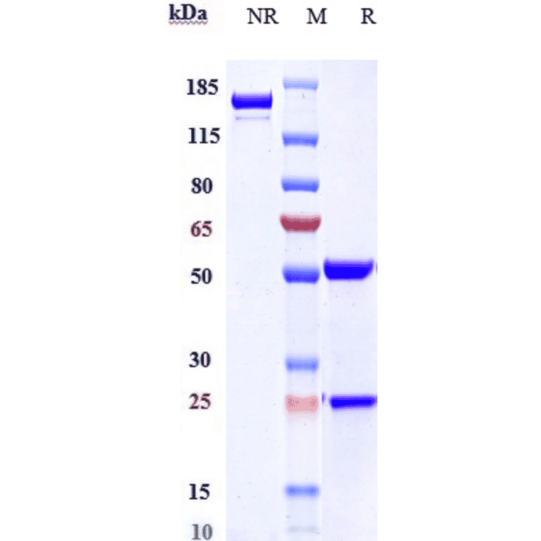 SDS-PAGE - Anti-GIPR Antibody [Research Grade Biosimilar] - Low endotoxin, Azide free (A324037) - Antibodies.com