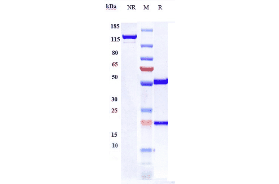 SDS-PAGE - Anti-GITR Antibody [Research Grade Biosimilar] - Low endotoxin, Azide free (A324038) - Antibodies.com