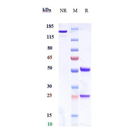 SDS-PAGE - Anti-GLP-1R Antibody [Research Grade Biosimilar] - Low endotoxin, Azide free (A324039) - Antibodies.com