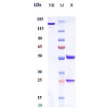 SDS-PAGE - Anti-GLP-1R Antibody [Research Grade Biosimilar] - Low endotoxin, Azide free (A324039) - Antibodies.com